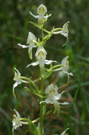 Platanthera chlorantha2